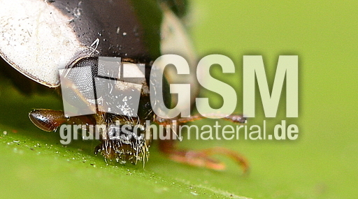 Asiatischer Marienkäfer (19).JPG